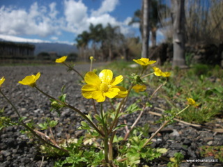 Riserva_naturale_Fiumefreddo - 02-04-2013 12-03-46.JPG